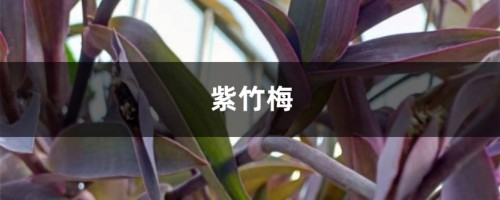 绿色植物养腻了，不如养盆“紫竹梅”，不用管，枝叶疯长