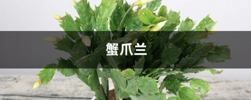 长寿蟹爪兰这么浇水，叶子胖成球，开花100朵！