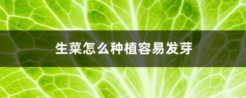 生菜怎么种植容易发芽