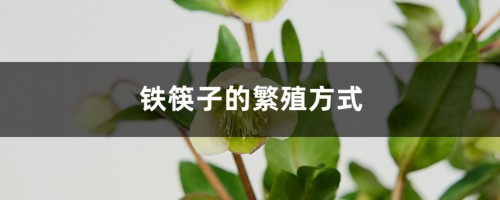 铁筷子的繁殖方式